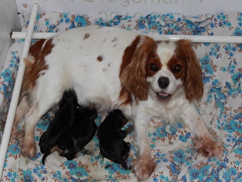 Du Mesnil Des Granges - Cavalier King Charles Spaniel - Portée née le 24/07/2013