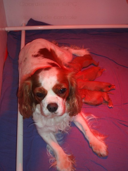 Du Mesnil Des Granges - Cavalier King Charles Spaniel - Portée née le 26/08/2011