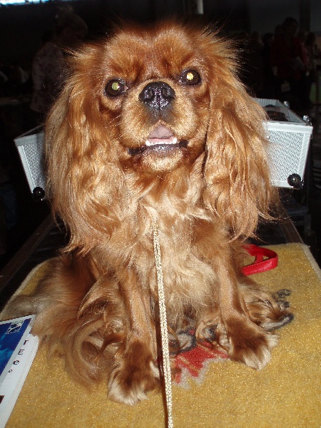 World Dog Show 2011
