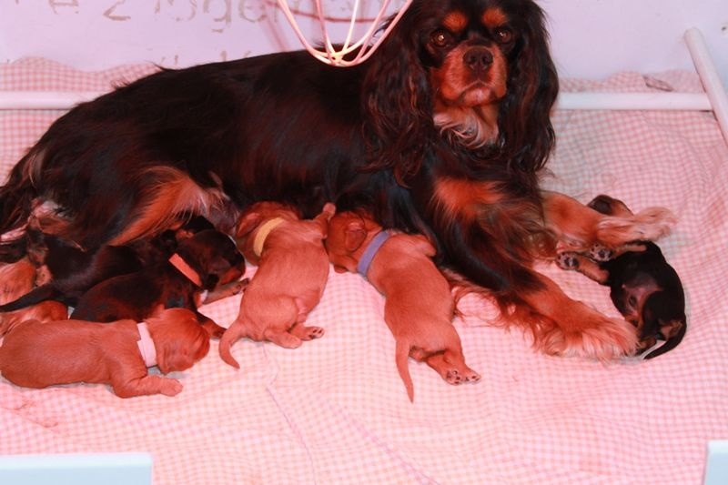 Du Mesnil Des Granges - Cavalier King Charles Spaniel - Portée née le 25/06/2016