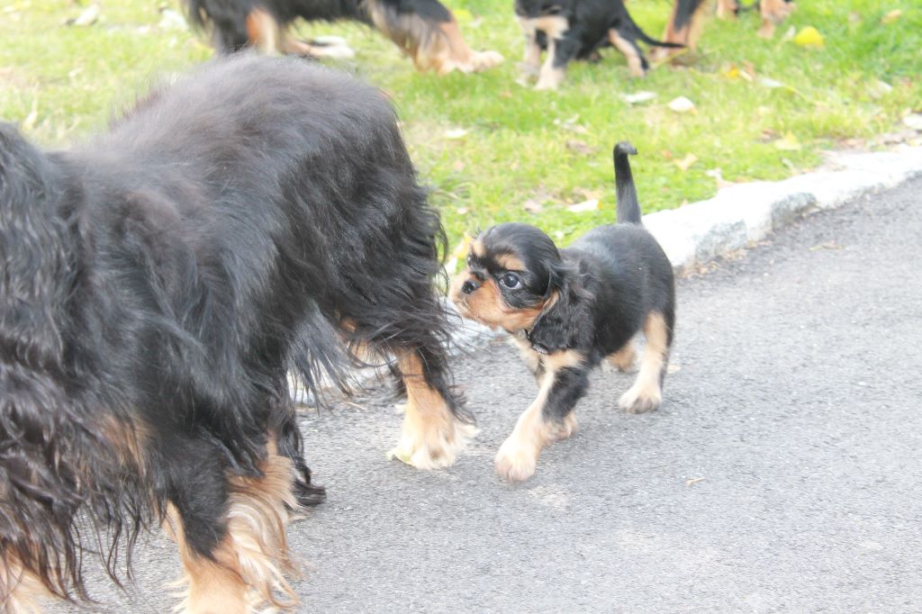 Du Mesnil Des Granges - Cavalier King Charles Spaniel - Portée née le 25/06/2017